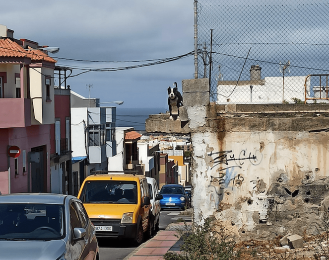 Los vecinos temen que el perro pueda saltar sobre la acera / TA